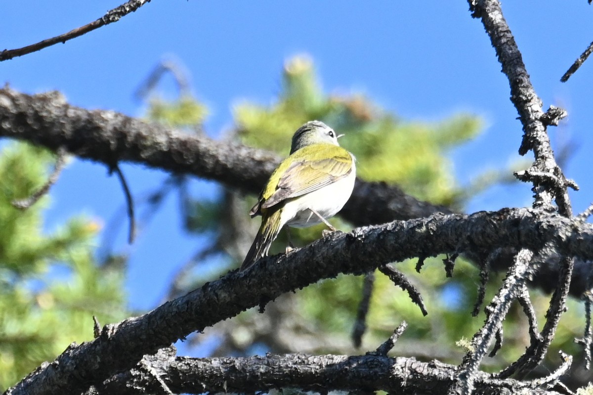 Tennessee Warbler - ML637709853