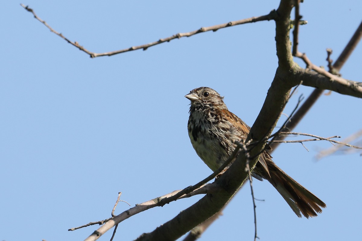 Song Sparrow - ML637709854