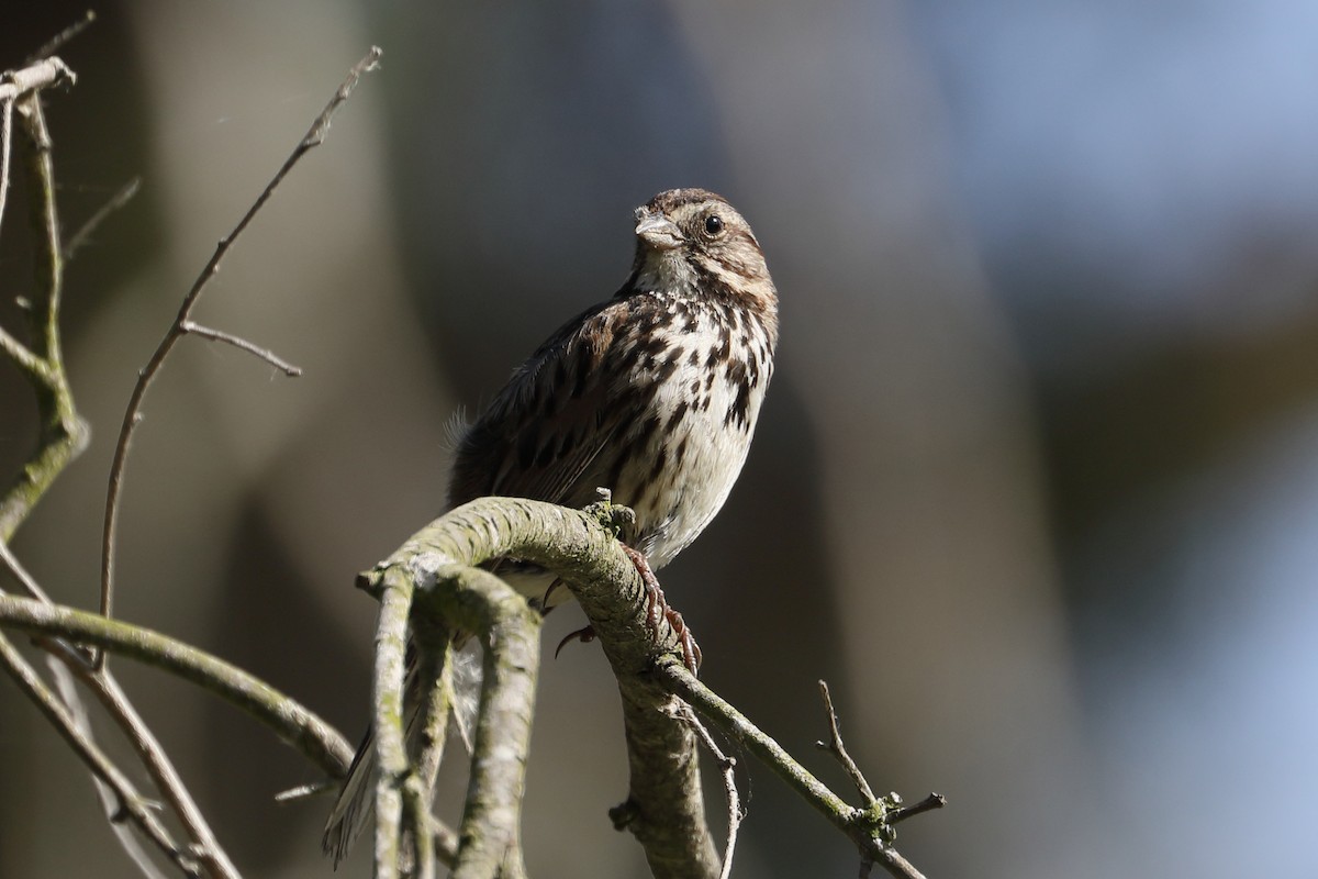 Song Sparrow - ML637709855