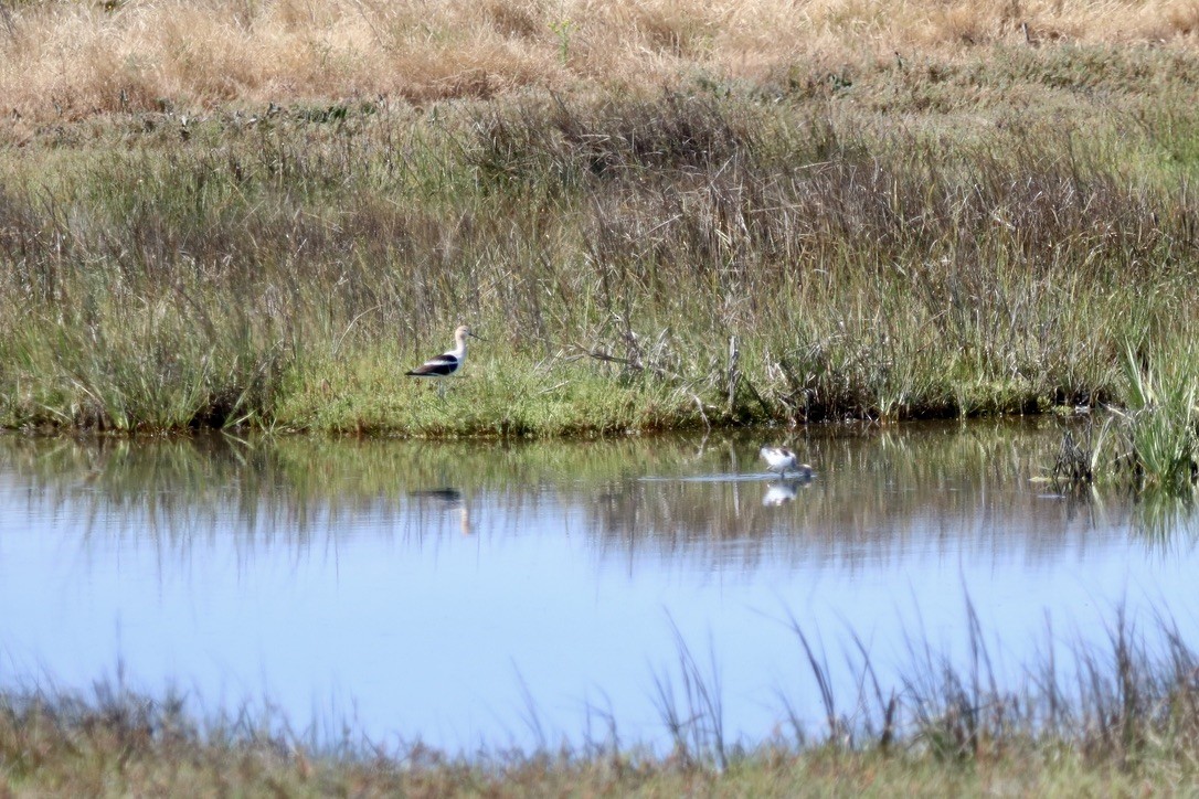 American Avocet - ML637709856