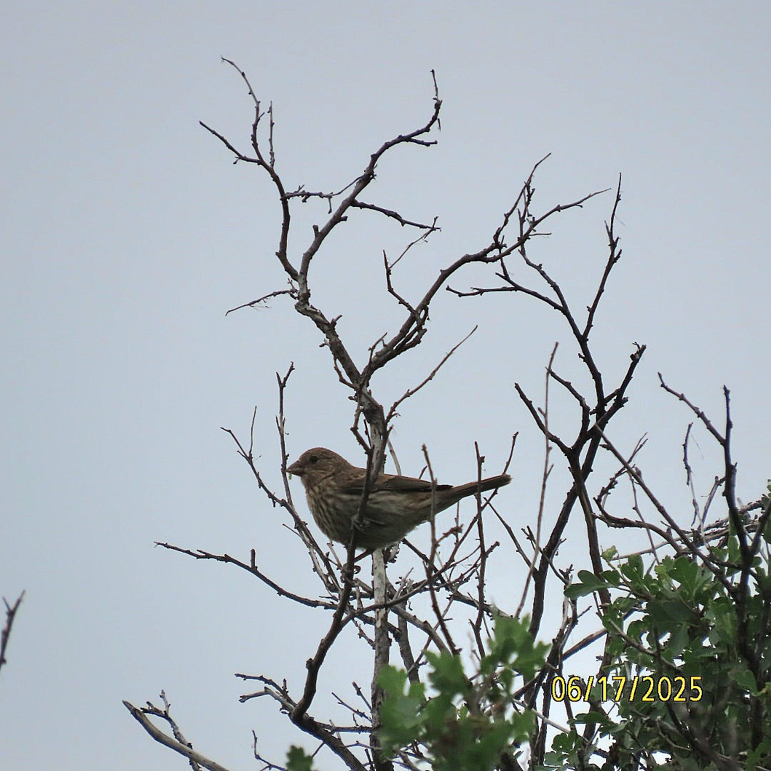 House Finch - ML637709858