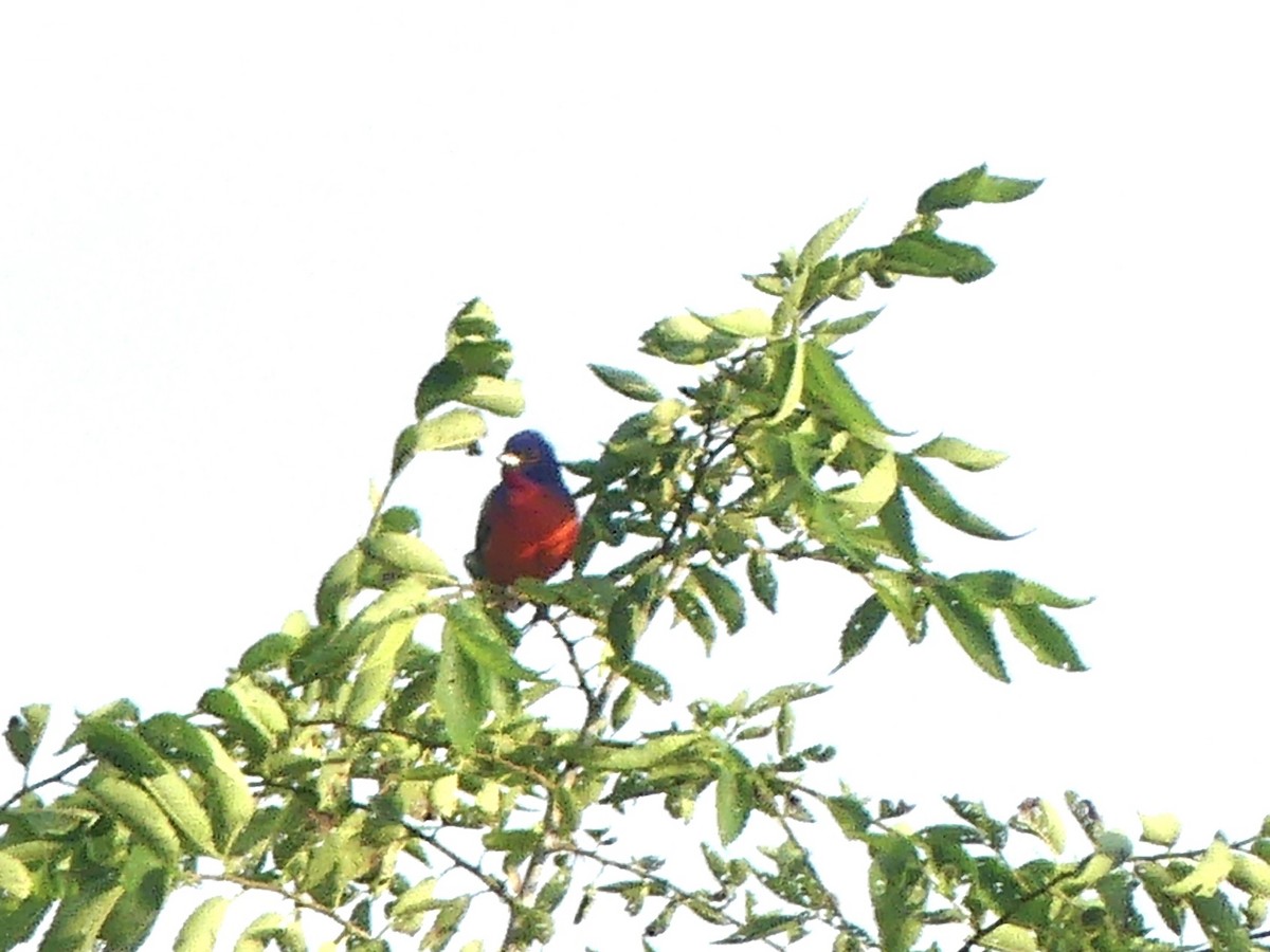 Painted Bunting - ML637709859