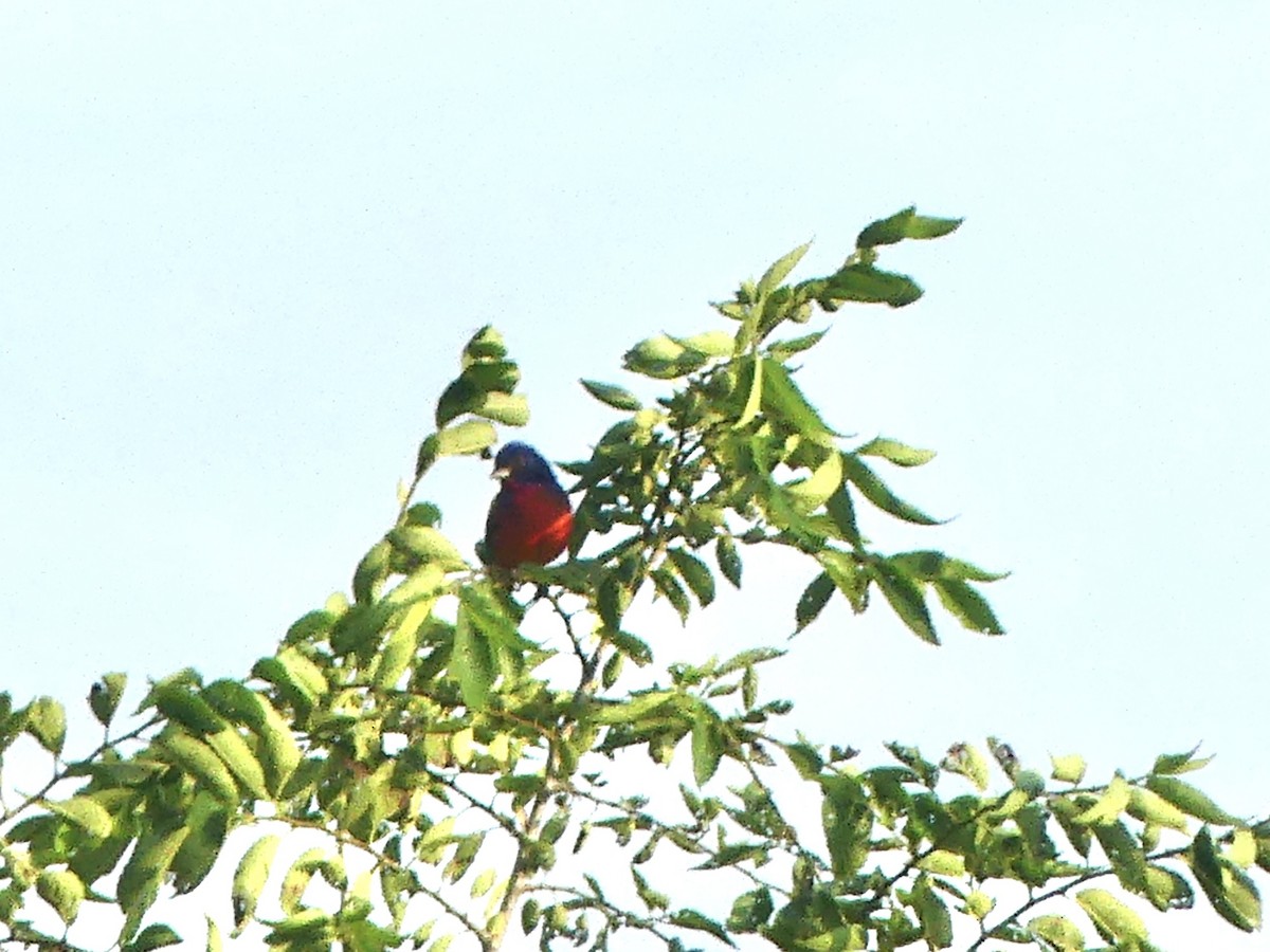 Painted Bunting - ML637709860