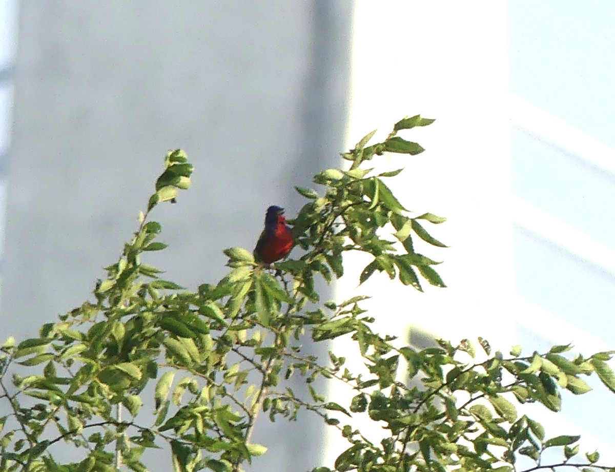 Painted Bunting - ML637709861