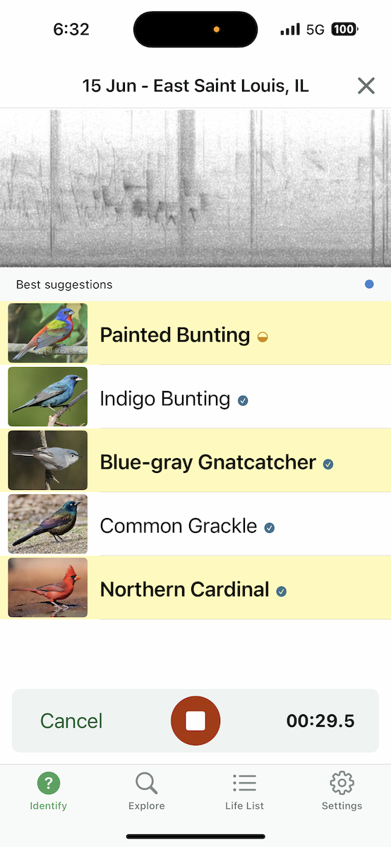 Painted Bunting - ML637709862