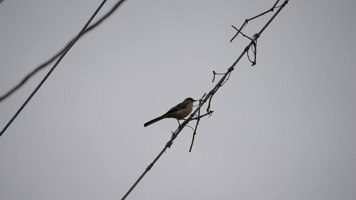 Northern Mockingbird - ML637709863