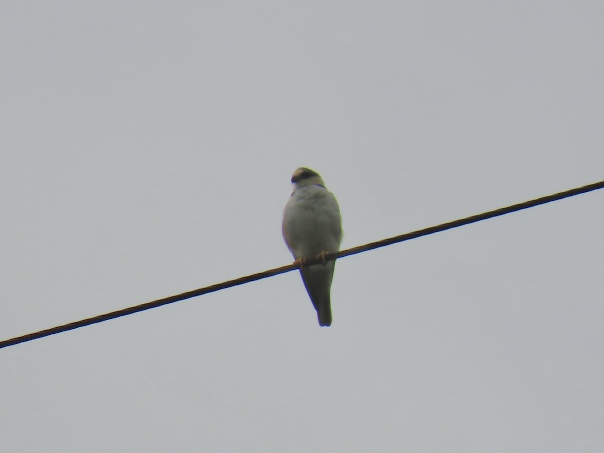 Pearl Kite - ML637709920