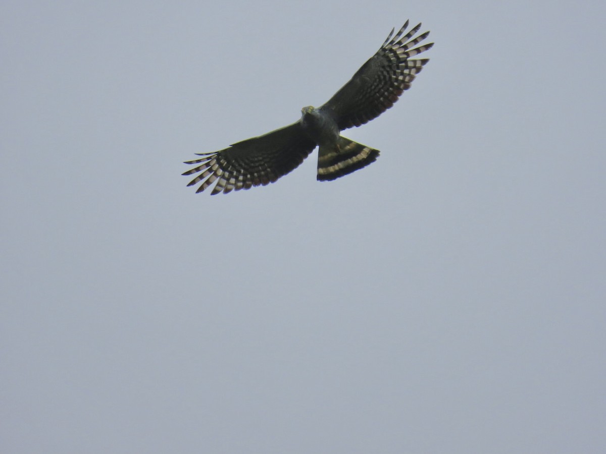 kroknebbglente - ML637709941
