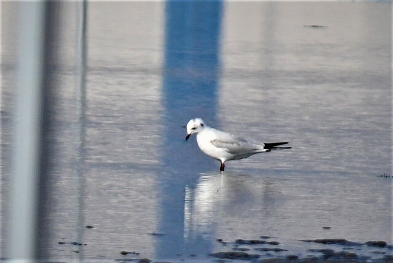 gulehavsmåke - ML637709947