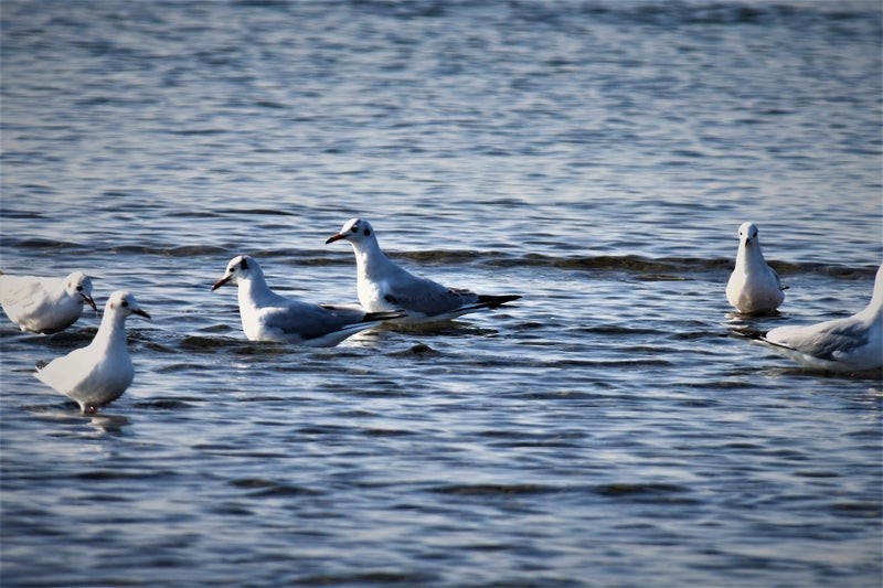 hettemåke - ML637709969