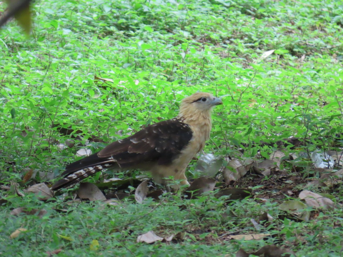 Yellow-headed Caracara - ML637709970