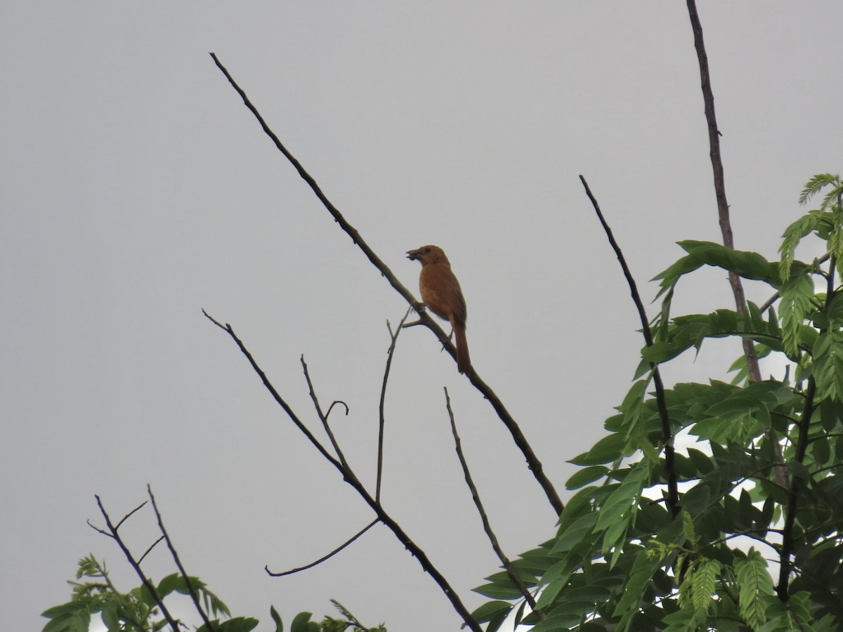 White-lined Tanager - ML637709980