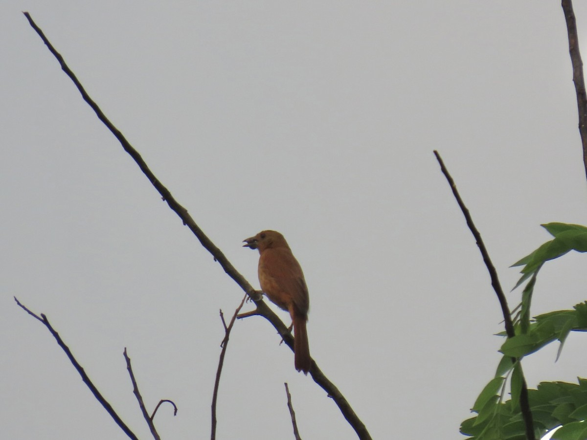 White-lined Tanager - ML637709981