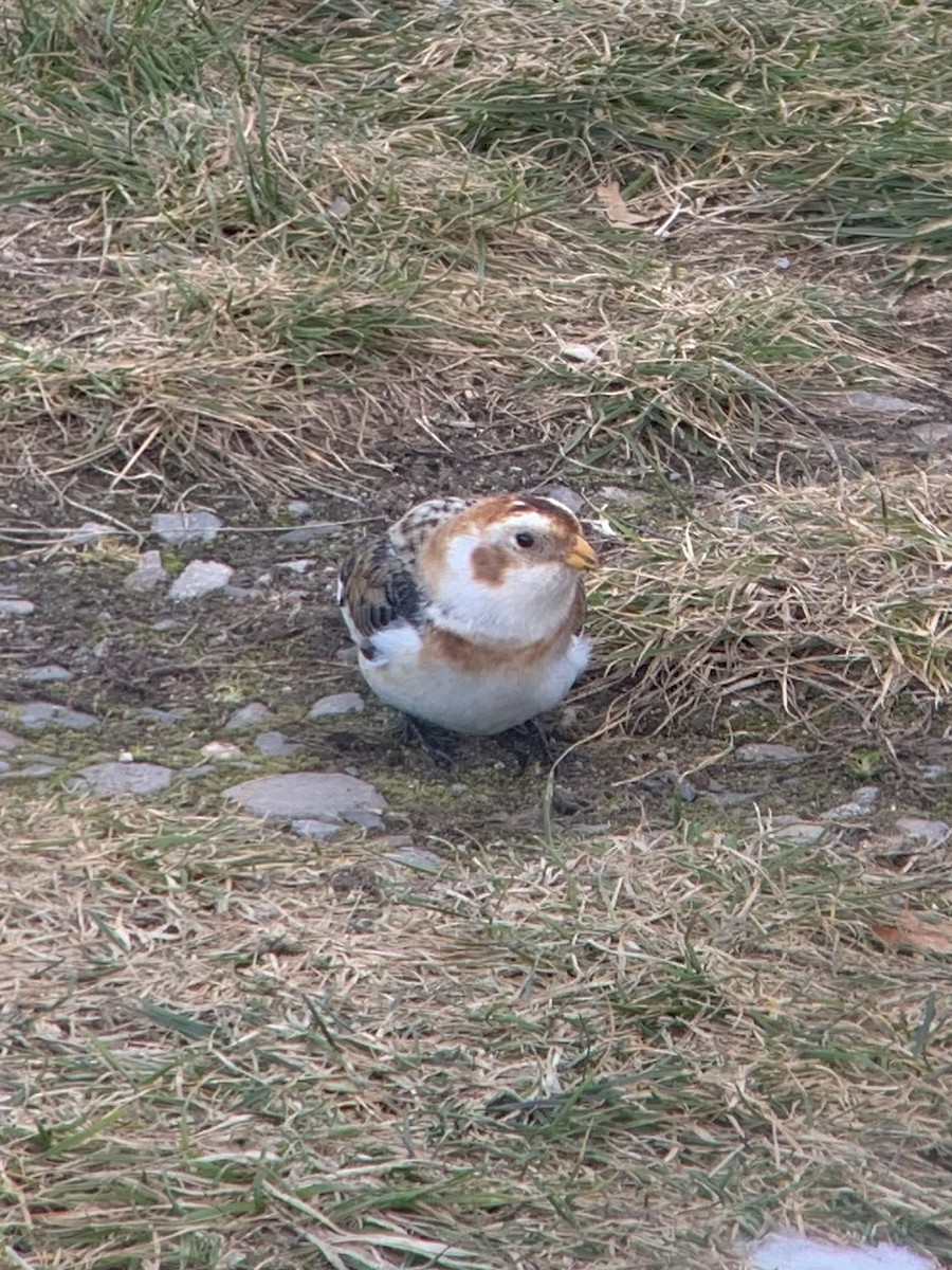 Snow Bunting - ML637709985