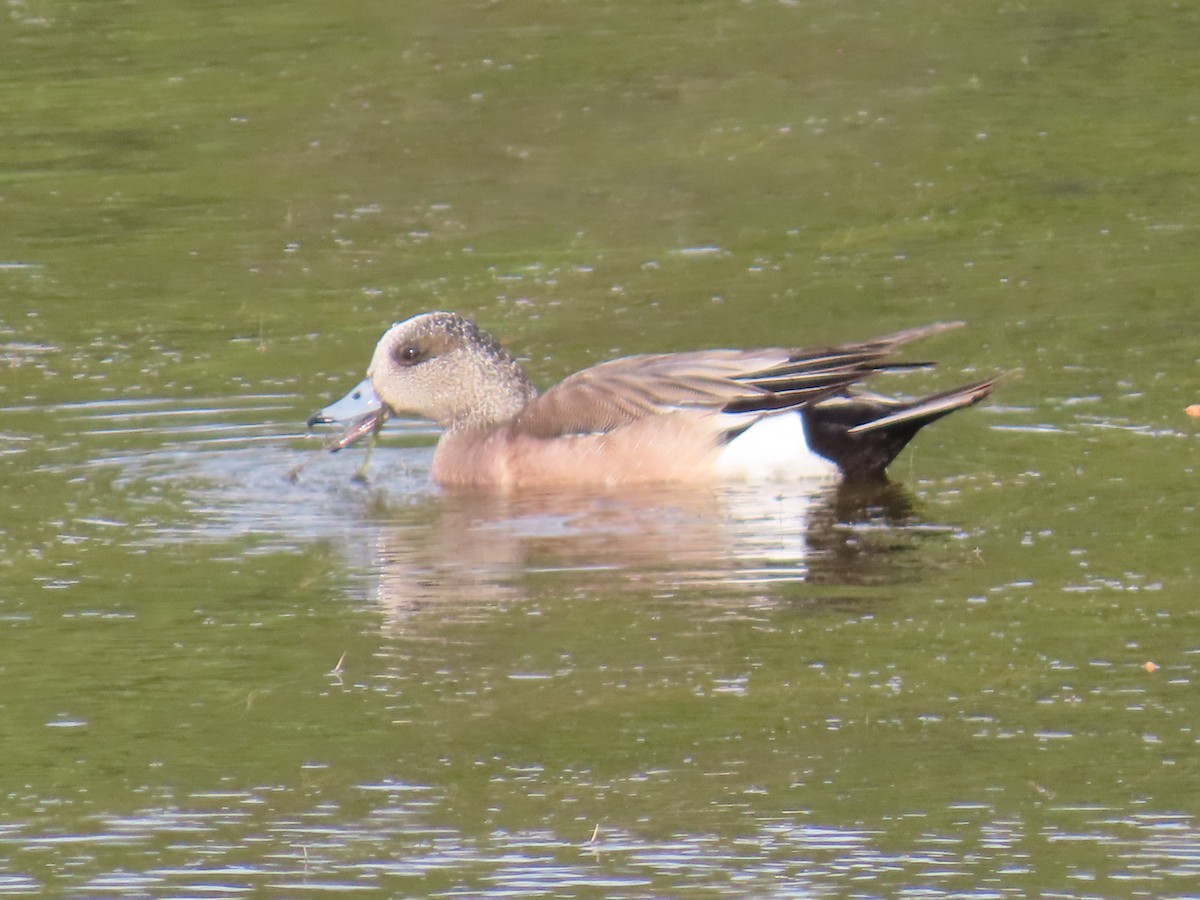 American Wigeon - ML637710047