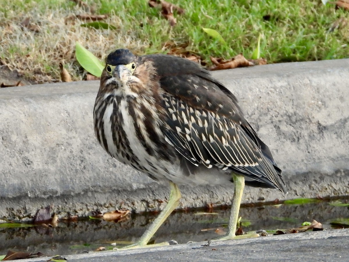 Grünreiher - ML637710077
