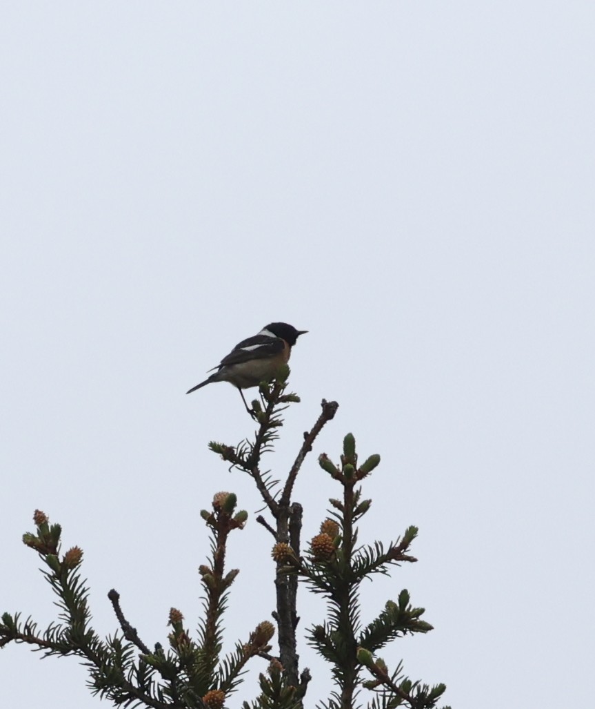 Pallasschwarzkehlchen - ML637710083