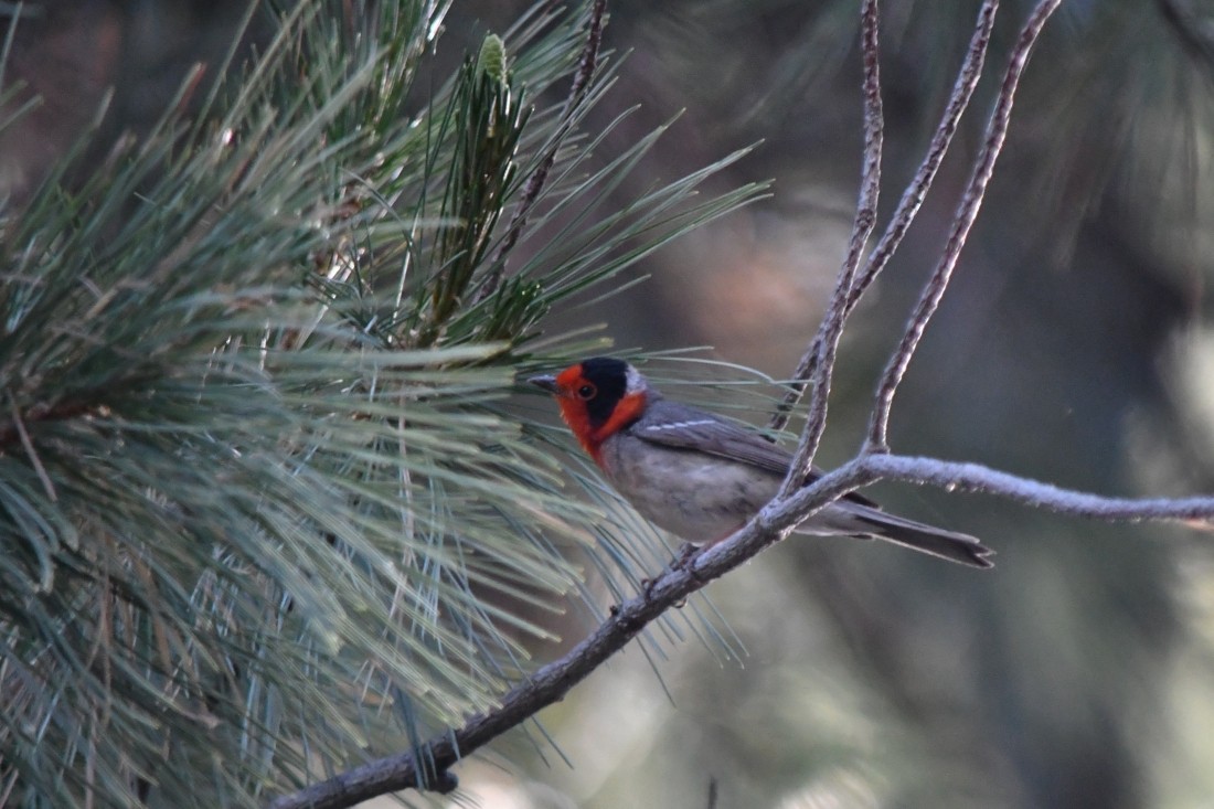 Red-faced Warbler - ML637710106