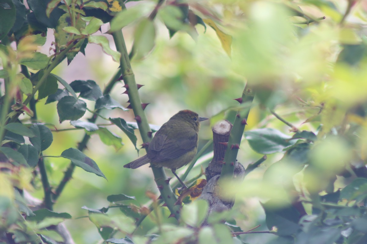 Orange-crowned Warbler - ML637710109