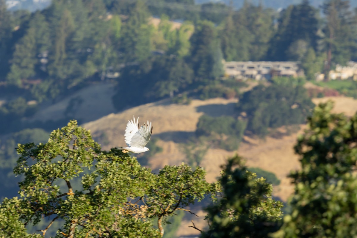 Red-tailed Hawk - ML637710113