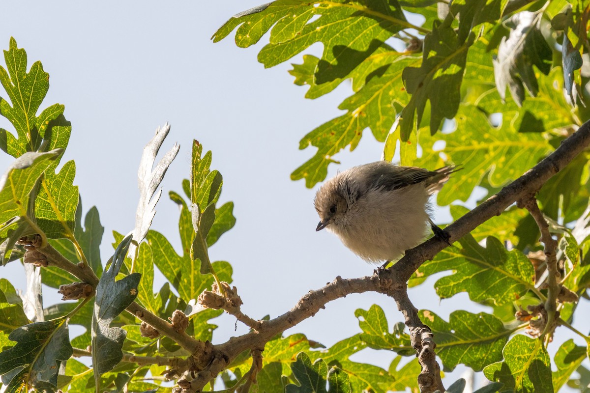Bushtit - ML637710117