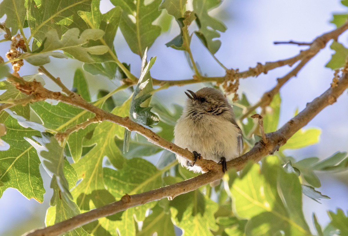 Bushtit - ML637710118