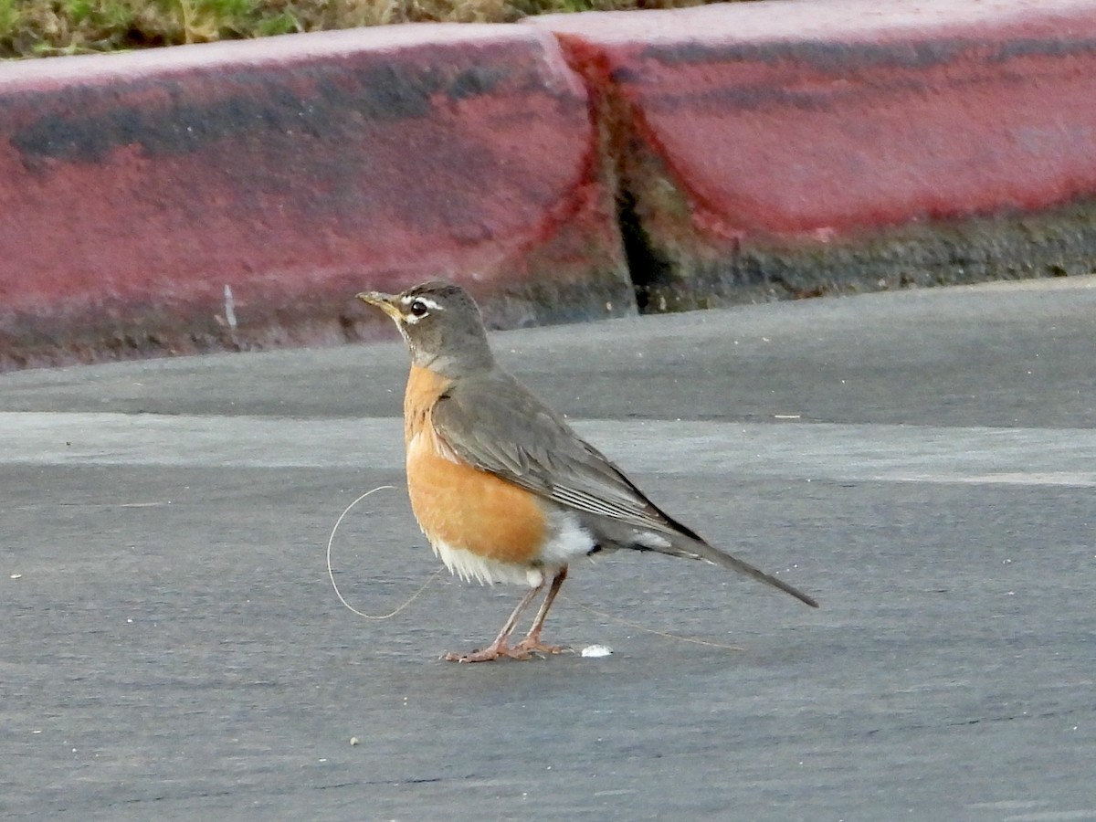 קיכלי נודד - ML637710121