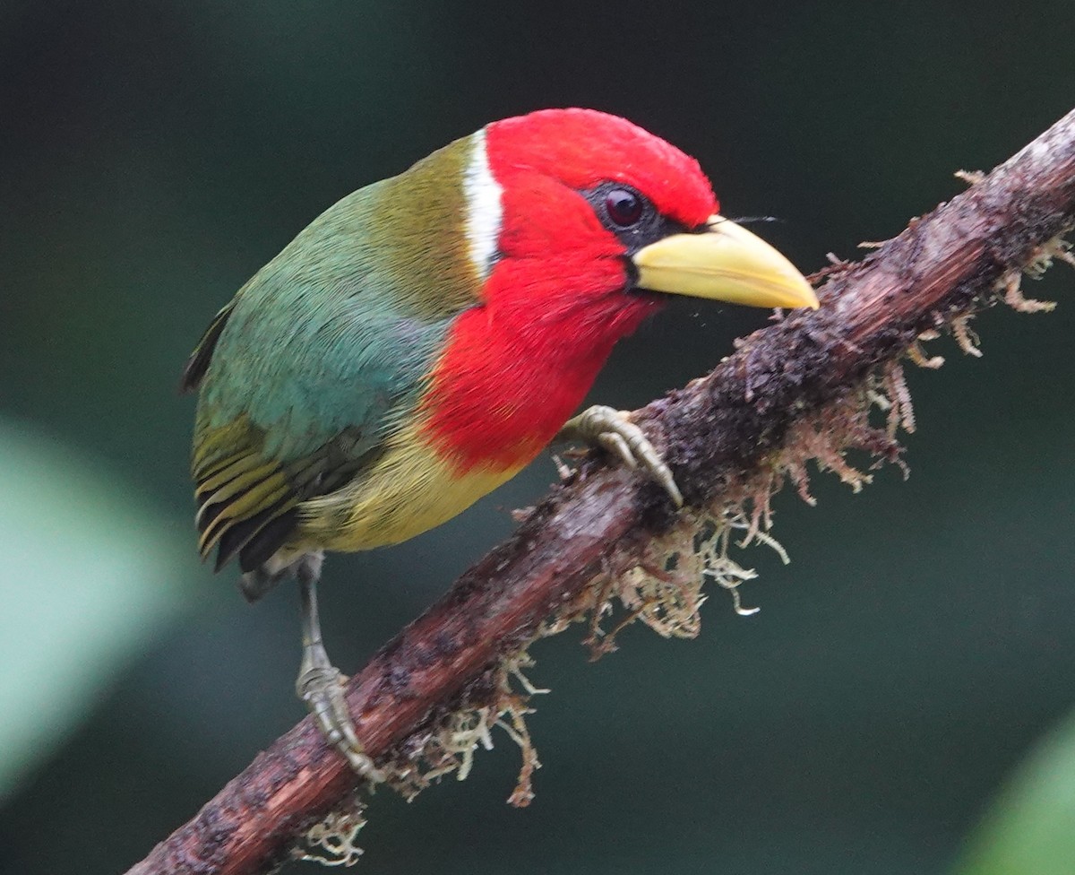 Red-headed Barbet - ML637710123