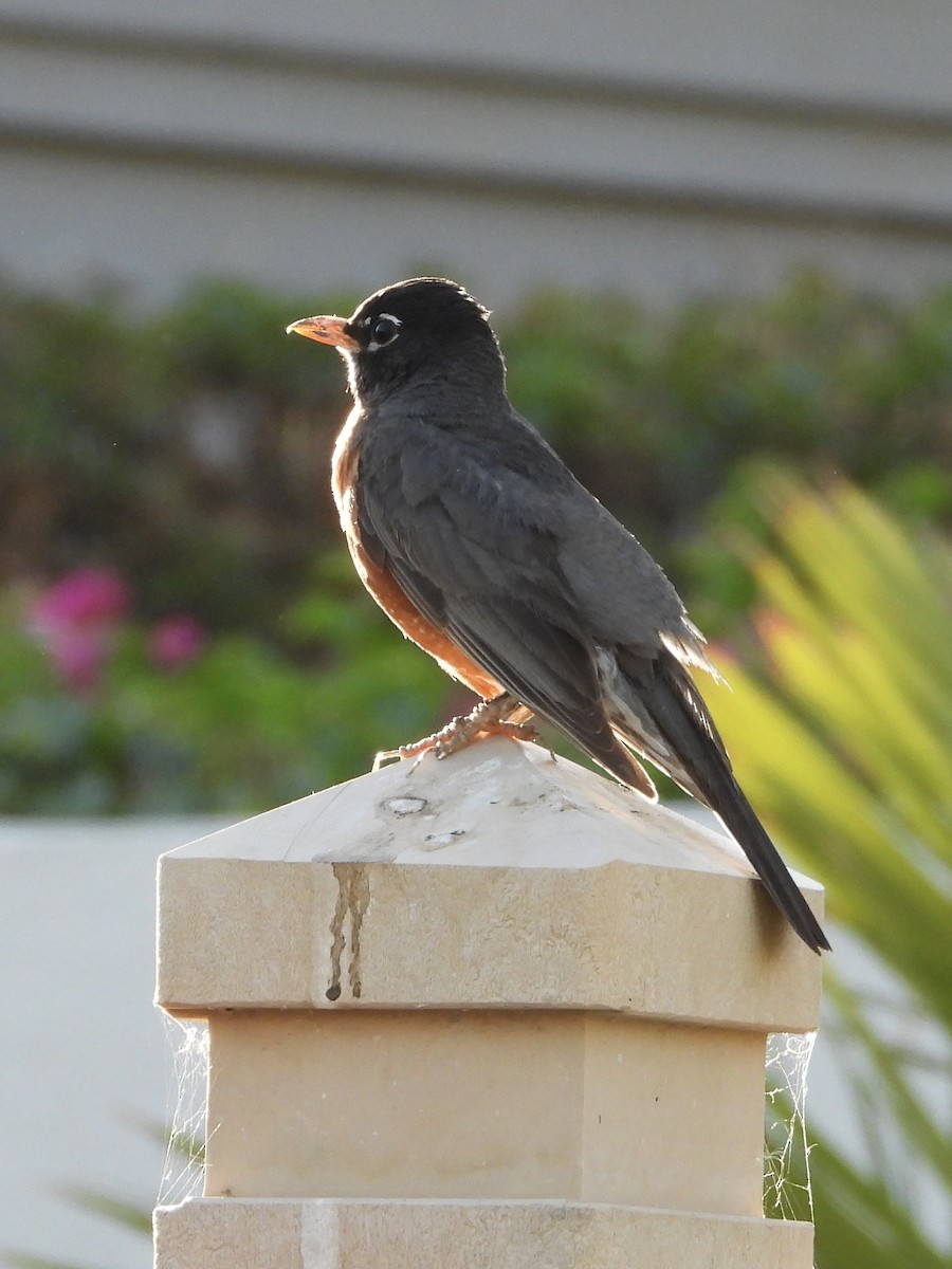 קיכלי נודד - ML637710127