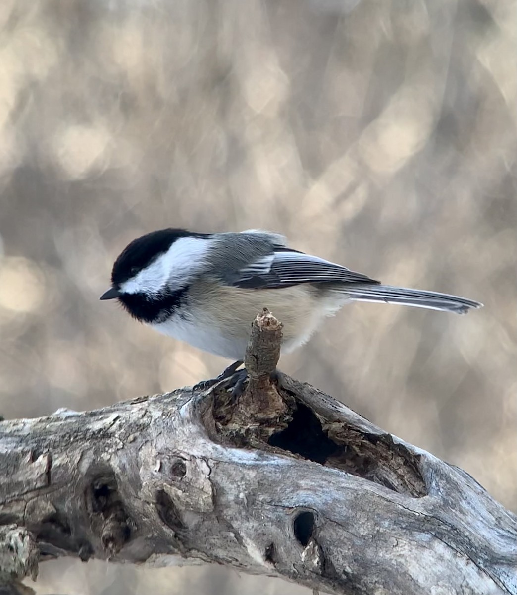 Black-capped Chickadee - ML637710129