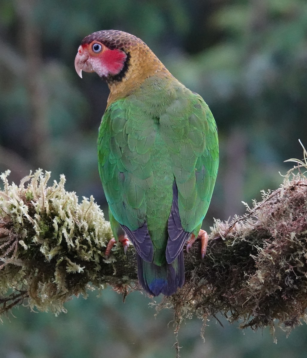 Rose-faced Parrot - ML637710132