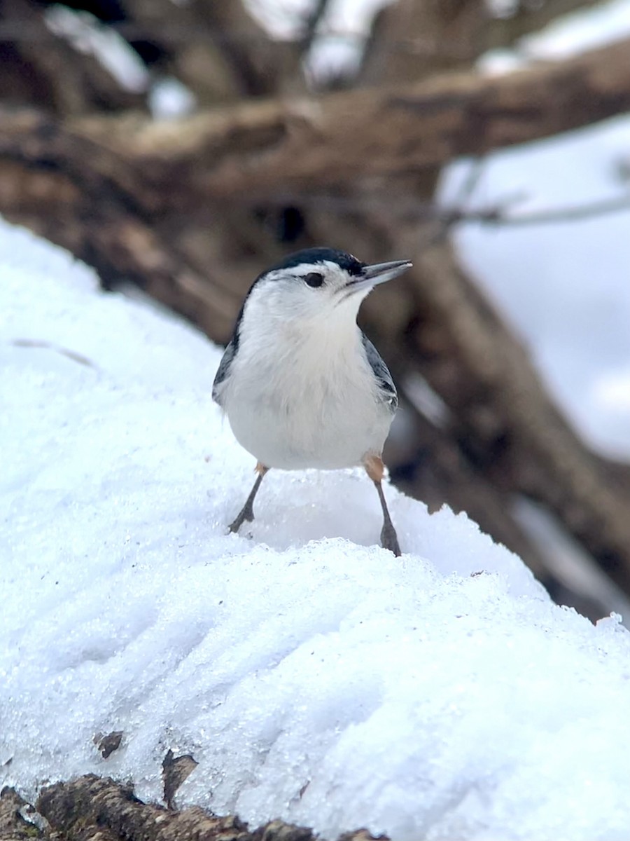 White-breasted Nuthatch - ML637710134
