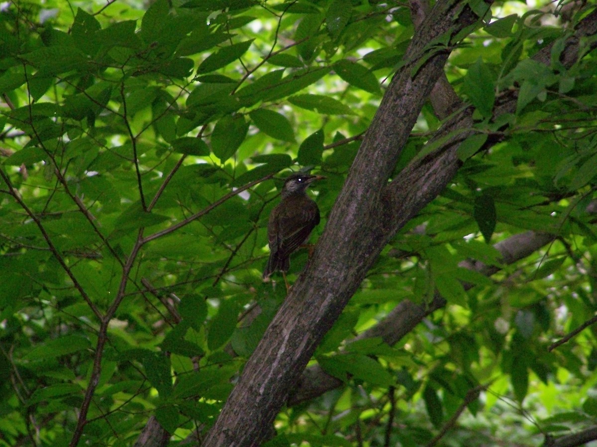 White-cheeked Starling - ML637710138