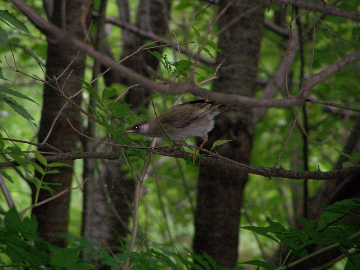 White-cheeked Starling - ML637710139