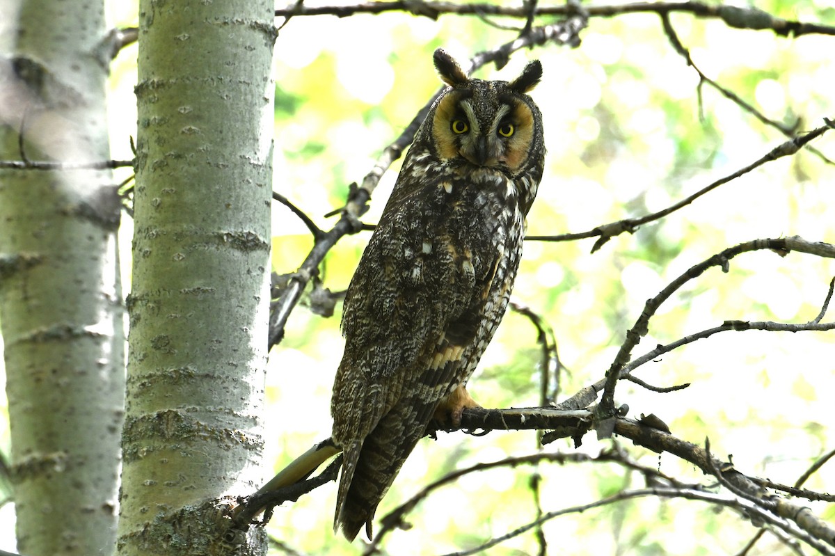Hibou moyen-duc - ML637710149