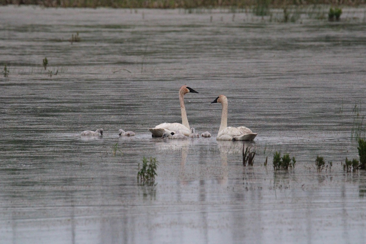 Cygne trompette - ML637710150