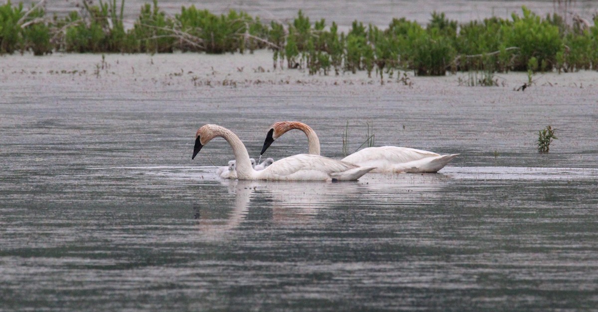 Cygne trompette - ML637710152