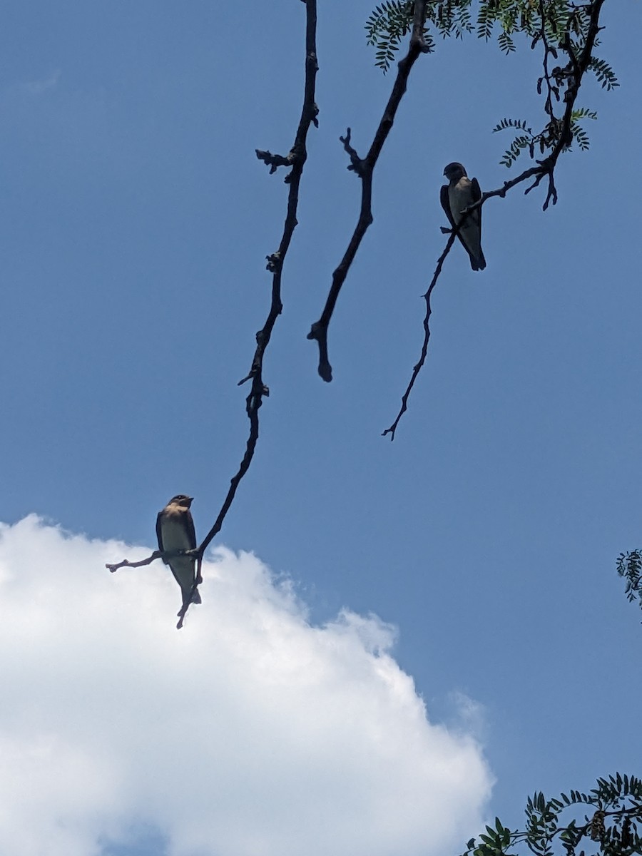 Hirondelle à ailes hérissées - ML637710160