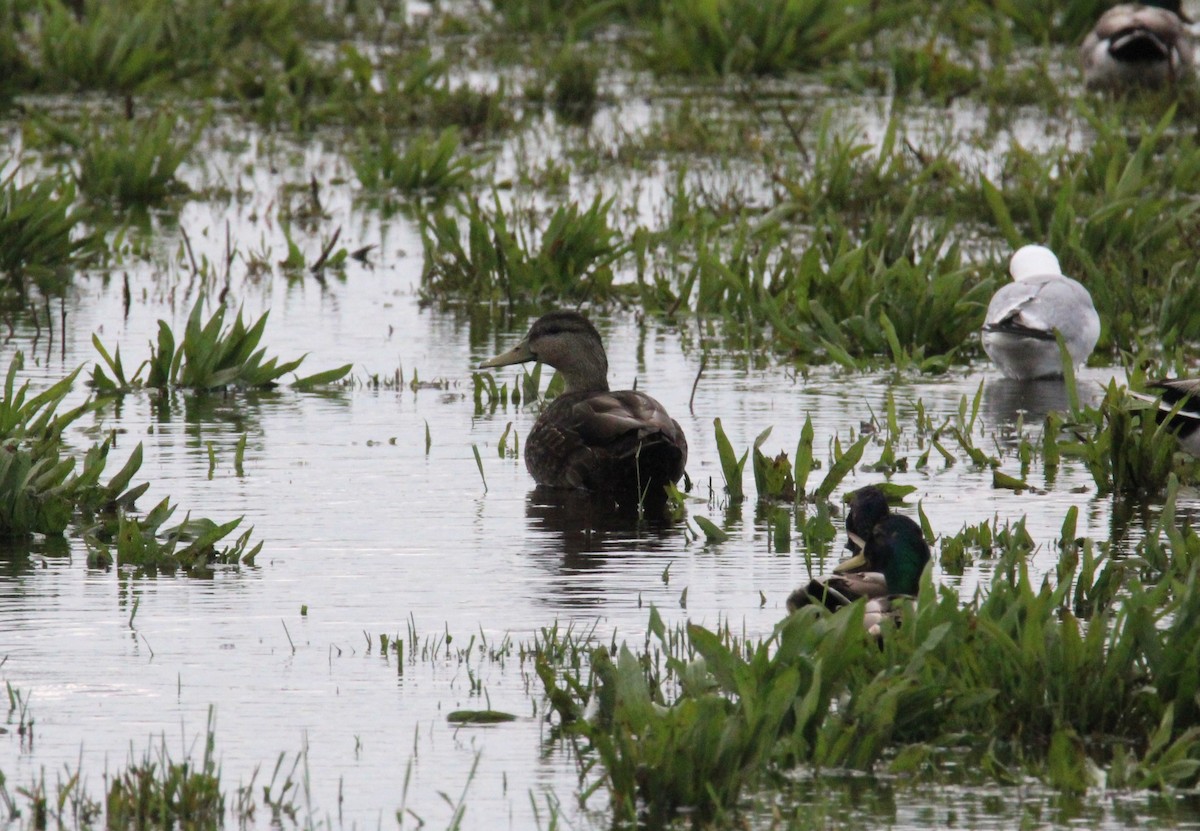 Canard noir - ML637710169
