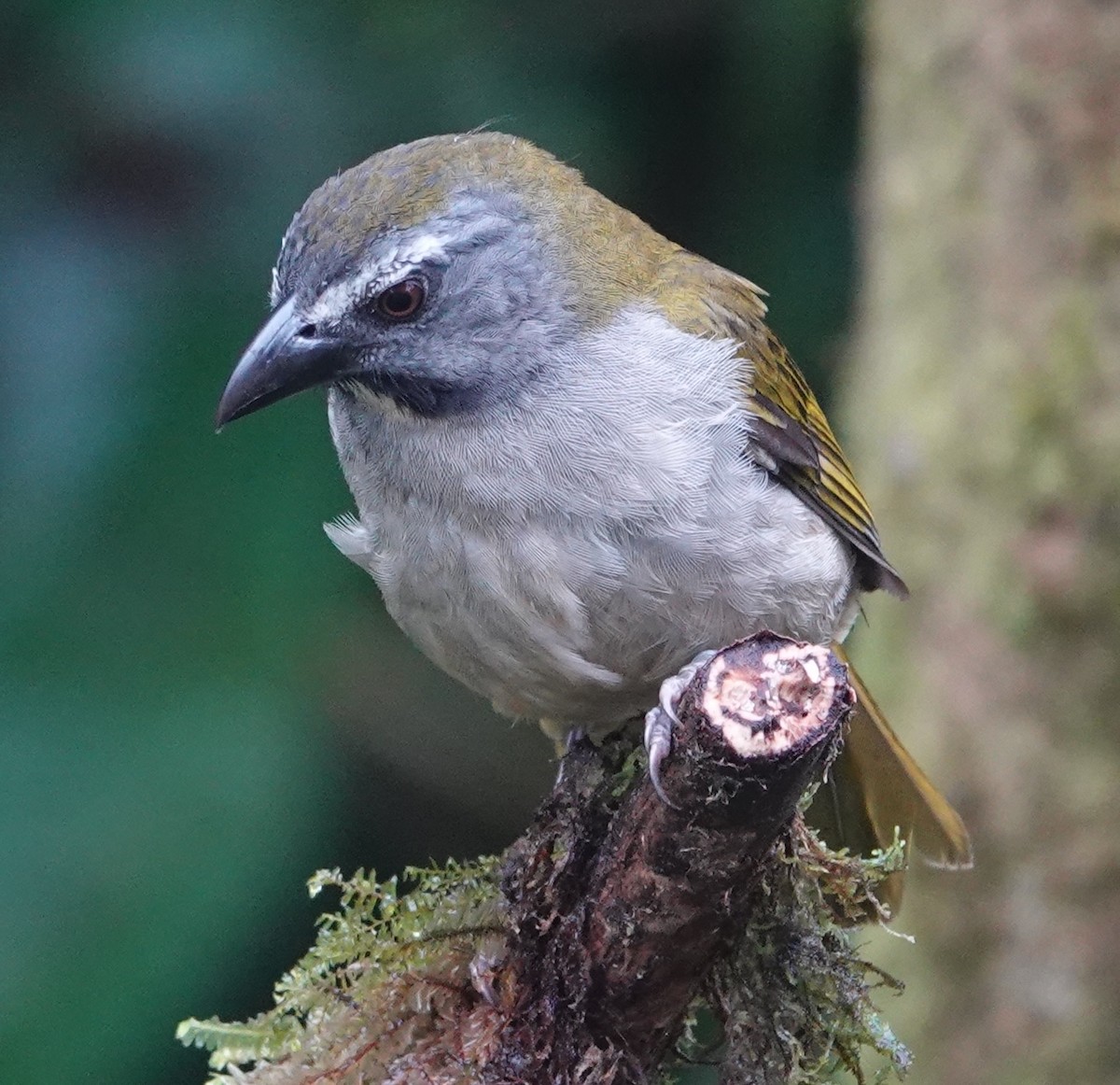 Saltator des grands-bois - ML637710180