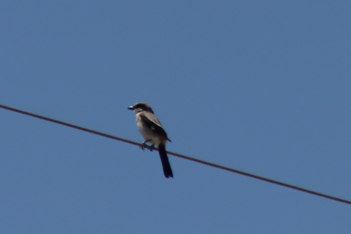 Pie-grièche migratrice - ML637710184