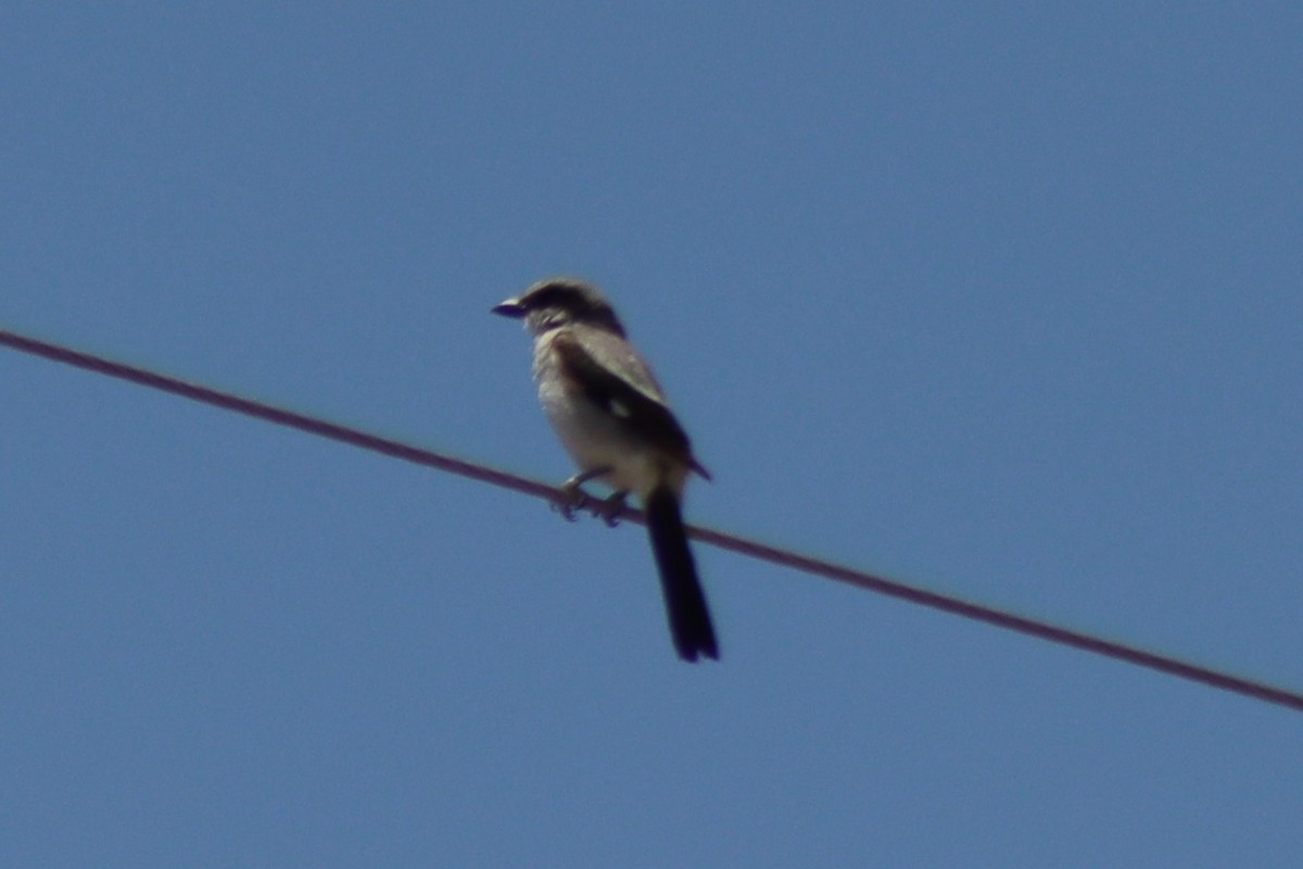 Pie-grièche migratrice - ML637710185