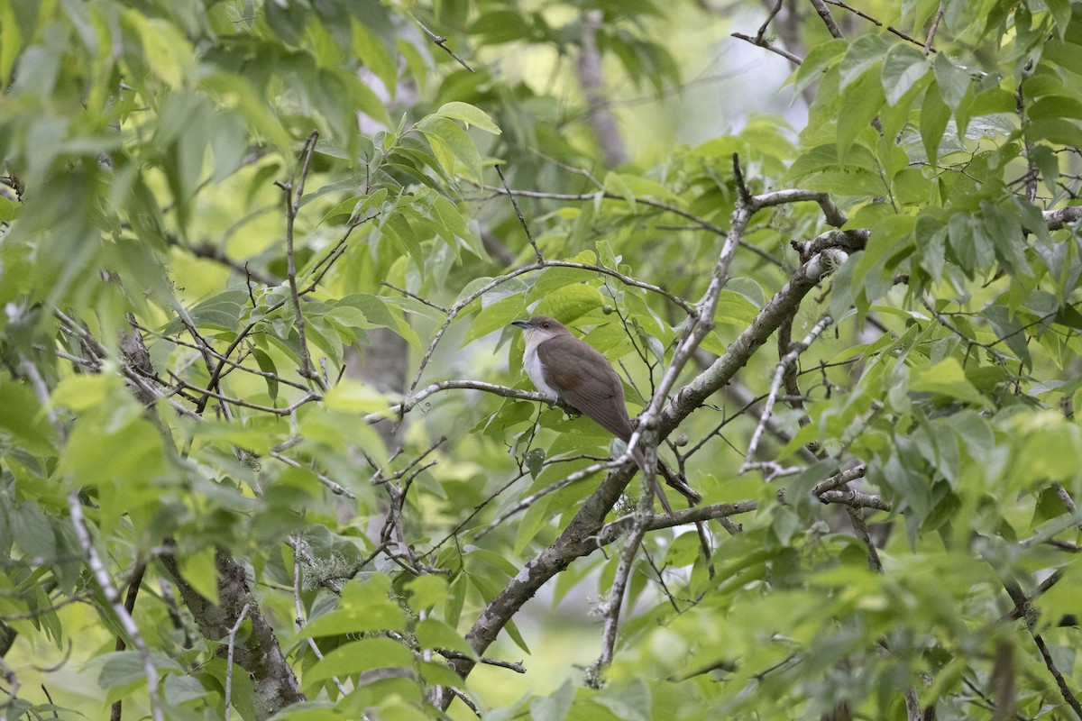 Black-billed Cuckoo - ML637710195