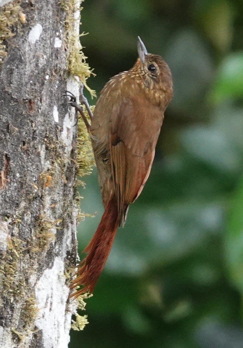 Wedge-billed Woodcreeper - ML637710235