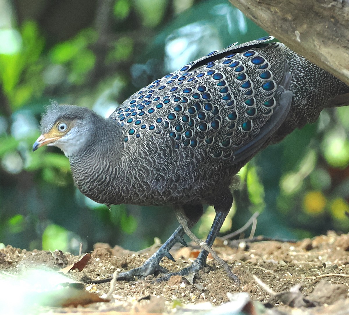 Gray Peacock-Pheasant - ML637710276