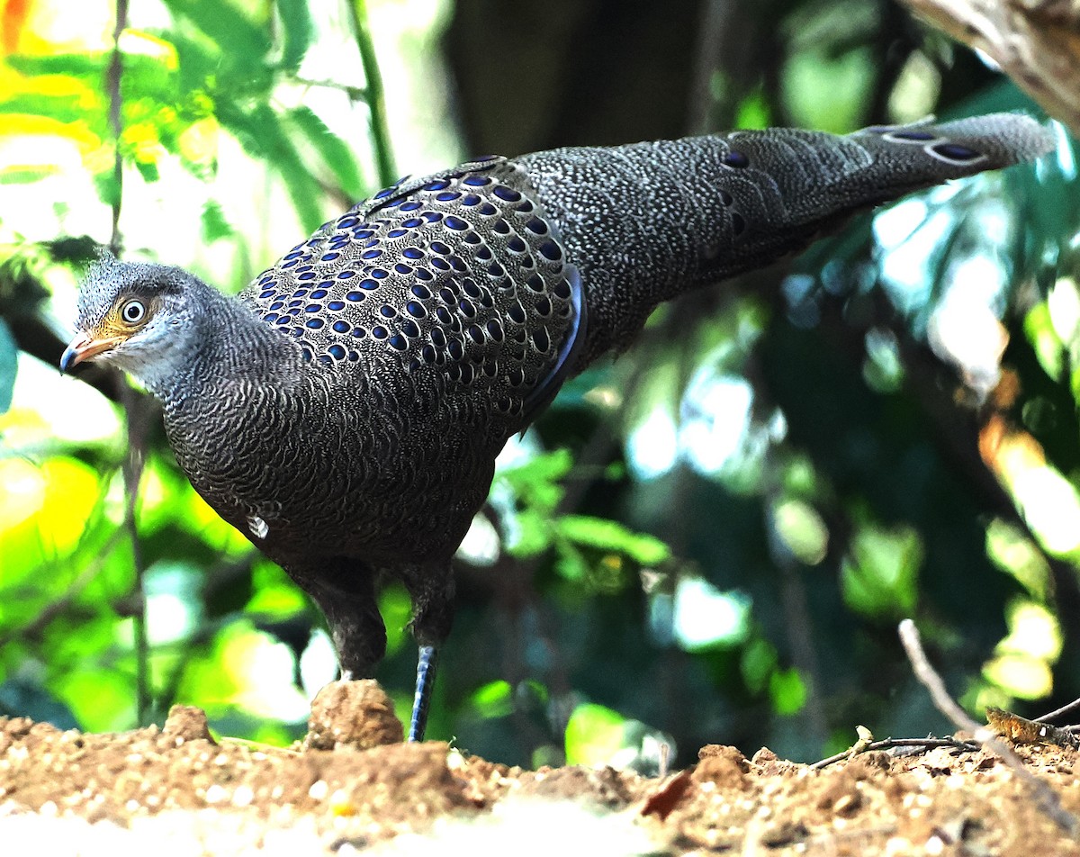 Gray Peacock-Pheasant - ML637710292