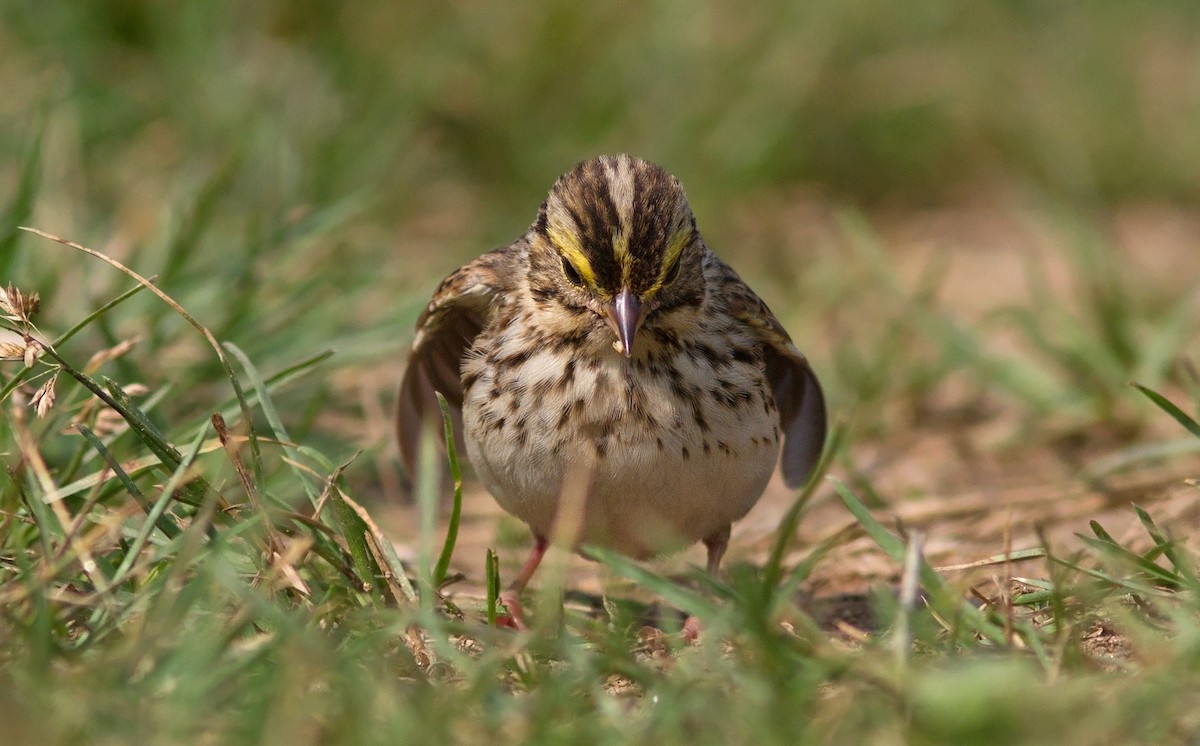 Savannah Sparrow (Savannah) - ML637710310