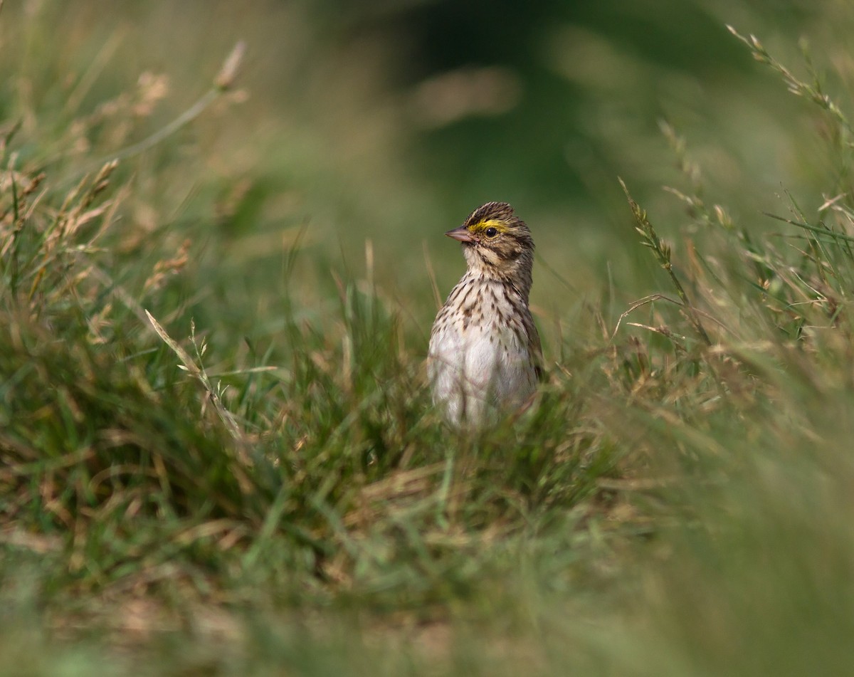 Savannah Sparrow (Savannah) - ML637710311