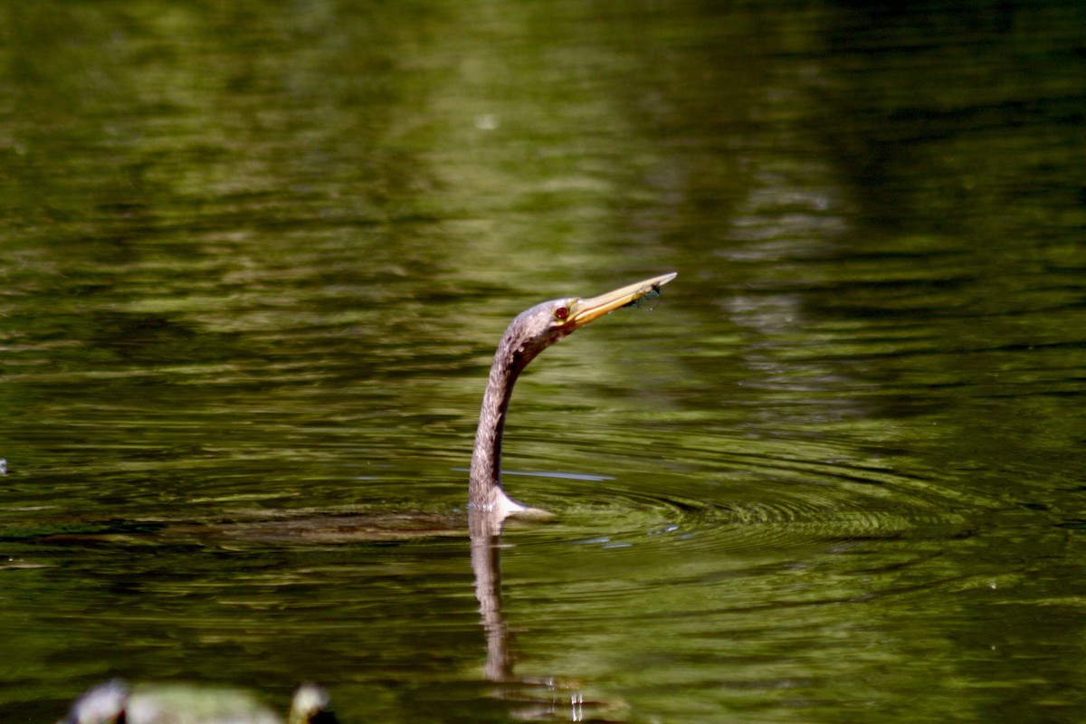 Anhinga Americana - ML637710315