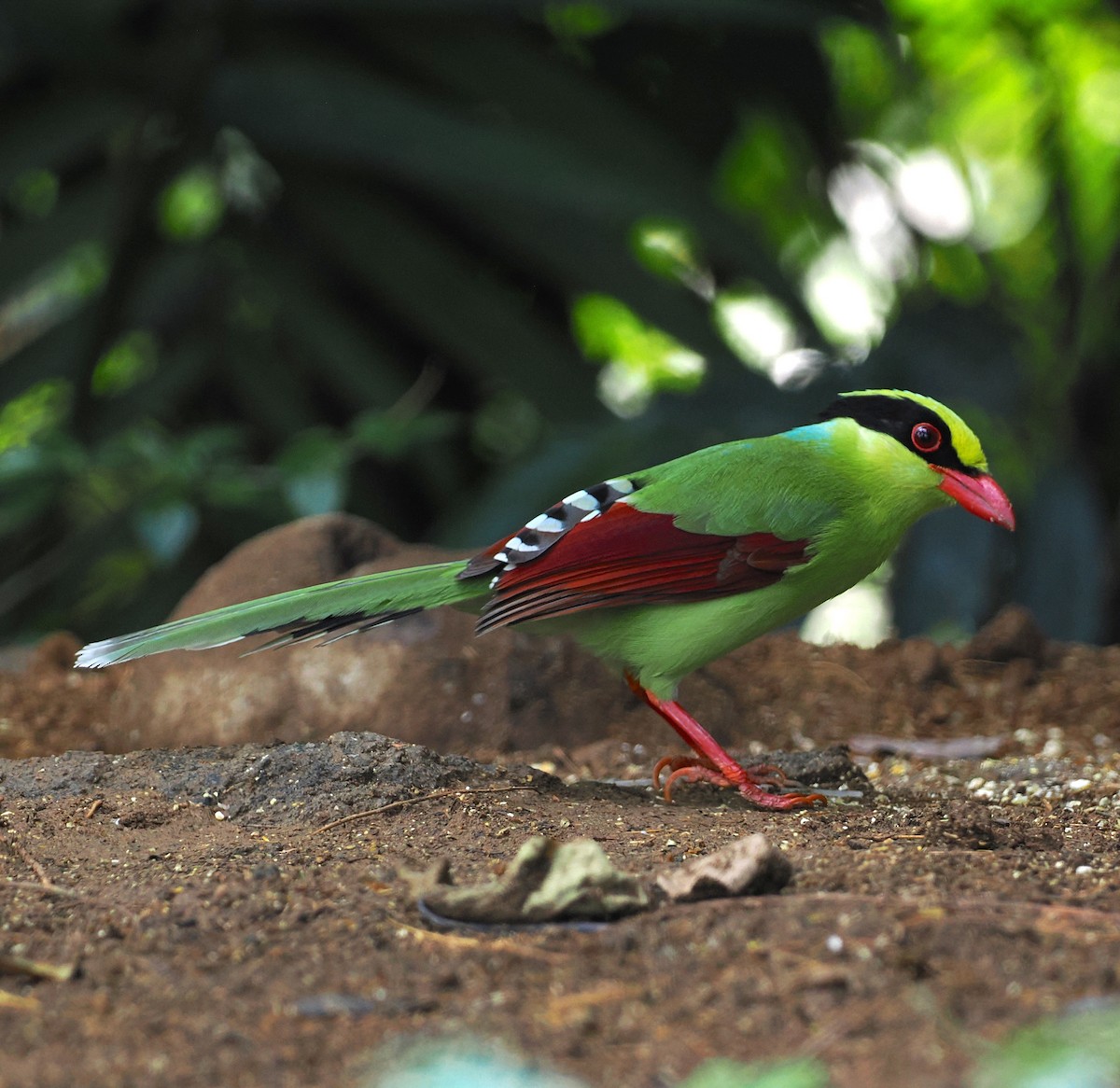 Urraca Verde Común (grupo chinensis) - ML637710324
